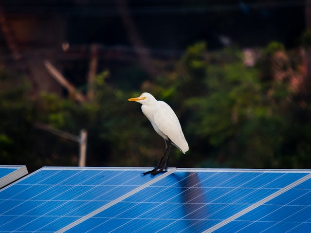 A bird standing on the edge of a solar panel.